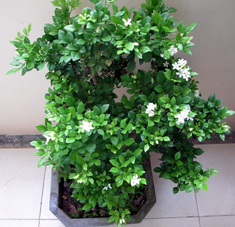 Cách Trồng Cây Nguyệt Quế Ra Hoa: Kỹ Thuật Chăm Sóc Đỉnh Cao Cho Cây Cảnh Bonsai