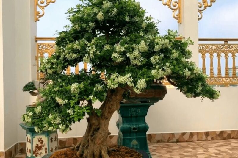 Cách Trồng Cây Nguyệt Quế Ra Hoa: Kỹ Thuật Chăm Sóc Đỉnh Cao Cho Cây Cảnh Bonsai