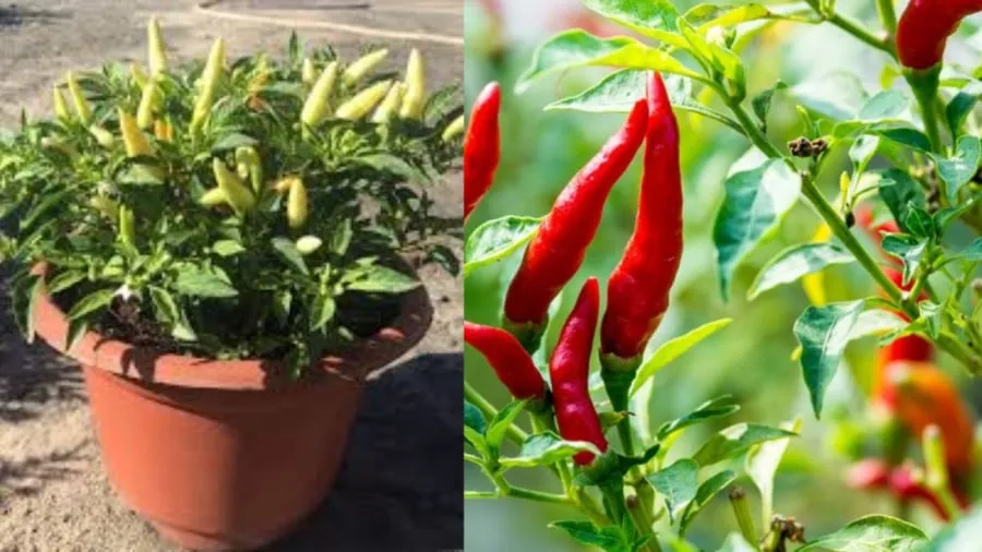 Cây ớt cảnh cho quả nhiều màu sắc