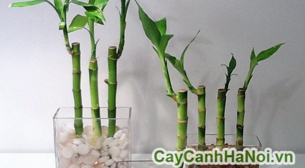 Cách Chăm Cây Phát Lộc Thuỷ Sinh Khoẻ Mạnh, Xanh Tốt Và Thu Hút Tài Lộc