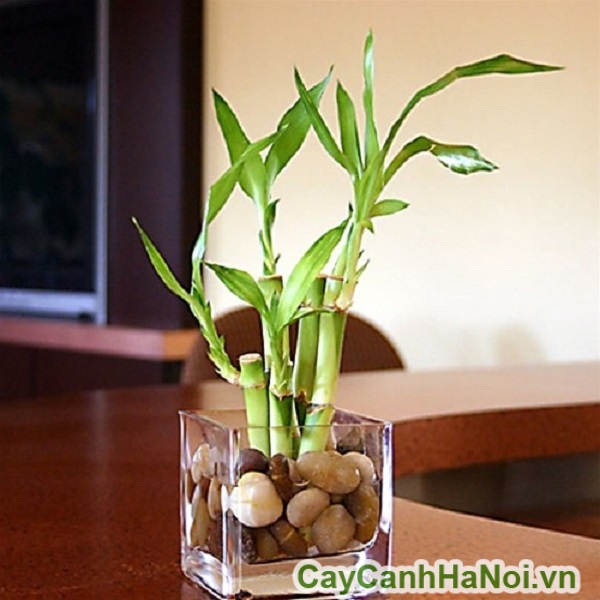 Cách Chăm Cây Phát Lộc Thuỷ Sinh Khoẻ Mạnh, Xanh Tốt Và Thu Hút Tài Lộc