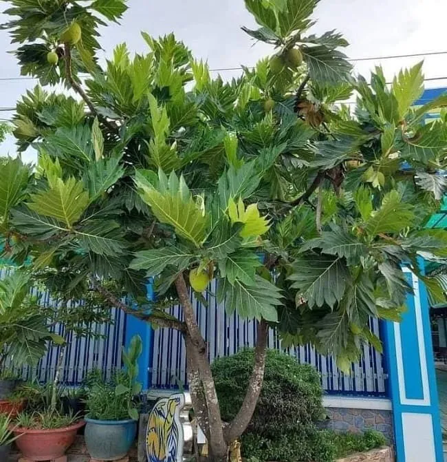 Cây sa kê với tán lá xanh tốt, biểu tượng cho sự sống dồi dào