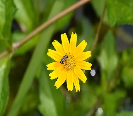 Cây sài đất trưởng thành đang ra hoa vàng, minh họa cách trồng cây sài đất thành công