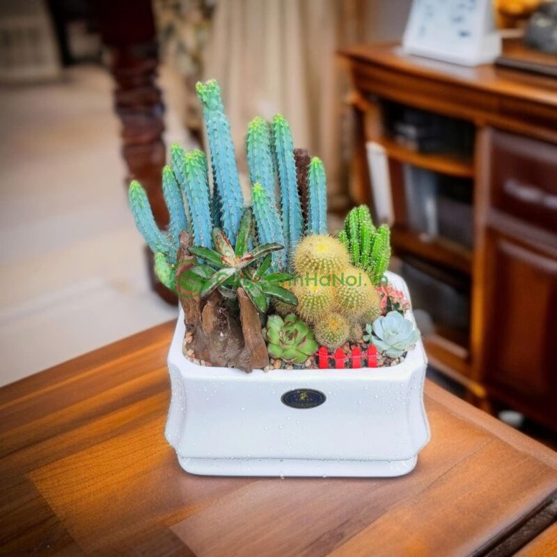 Cách Chăm Sóc Cho Xương Rồng Ra Hoa Chuyên Sâu Từ Chuyên Gia Bonsai Ba Miền