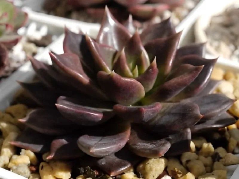 Cây Sen Đá Nâu (Sen Đá Socola) tượng trưng cho sự kiên định và ý chí mạnh mẽ