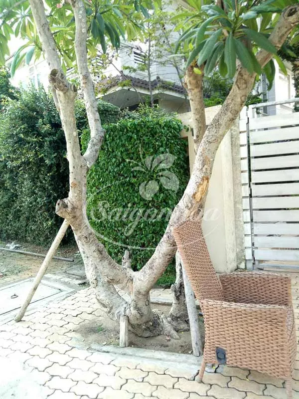 Cây sứ đại cho bóng mát