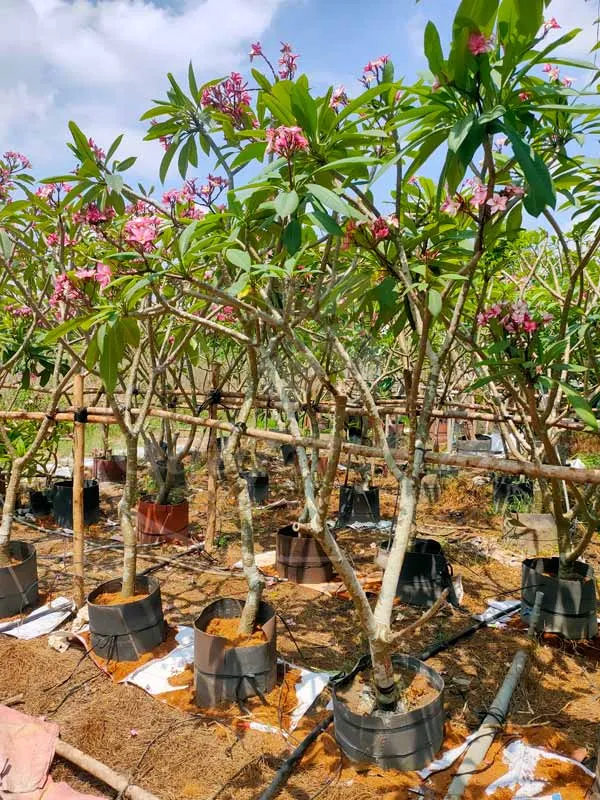 Cây Sứ Đại hoa hồng