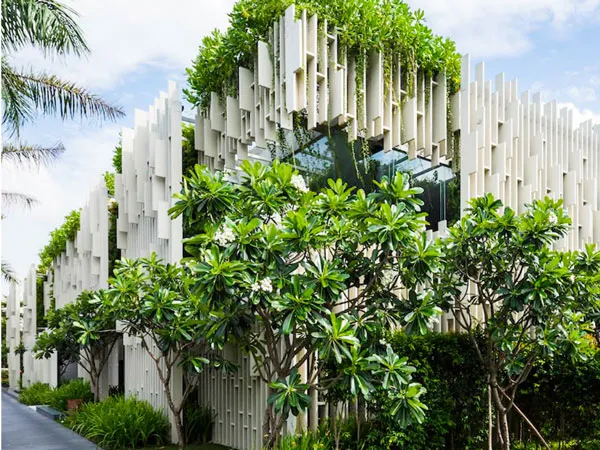 Cây sứ đại hoa trắng trồng trong resort