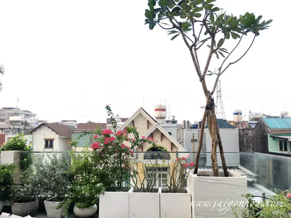 Cây sứ đại trồng trên sân thượng