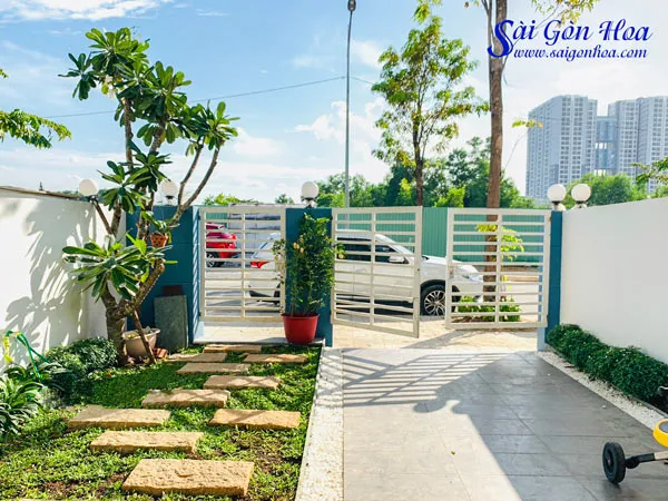 Cây sứ đại trồng trong sân vườn biệt thự châu Âu