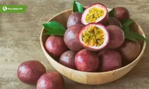 Cây sung cổ thụ đang phát triển khỏe mạnh trên đất vườn, chứng minh sức sống bền bỉ