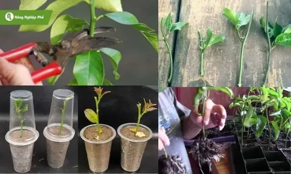 Cây sung con sẵn sàng trồng xuống đất hoặc chậu