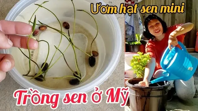 Cây táo bonsai được chăm sóc trong chậu nhỏ