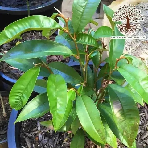 Cây táo đang được chăm sóc để đạt năng suất tối ưu