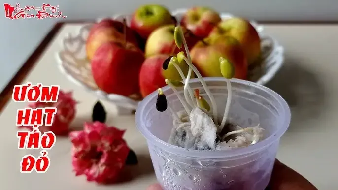 Cây táo đỏ lùn đang được chăm sóc đặc biệt