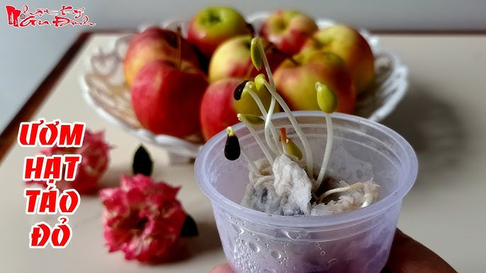 Cách Trồng Cây Táo Đỏ Lùn Hiệu Quả Từ A Đến Z Tại Nhà