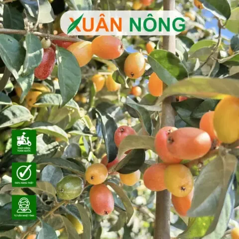 Cây táo giống đang được trồng trong chậu tại nhà