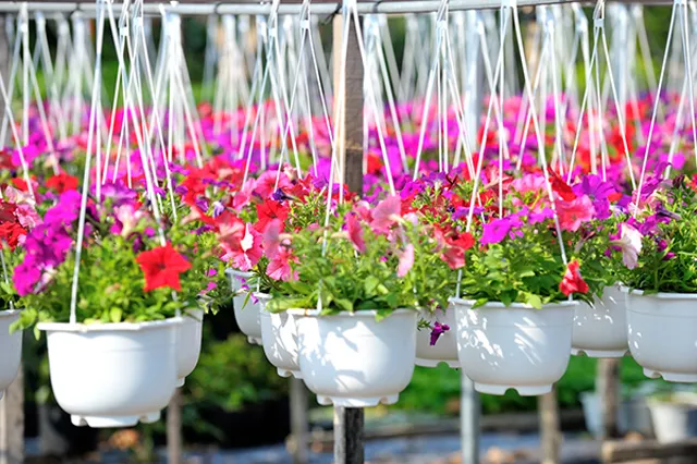 Cây Thạch Thảo non sau khi giâm cành đang phát triển (thay thế cho Phong cảnh Vườn hoa kiểng Thanh Tâm)