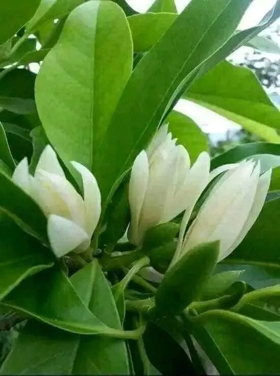 Cây thân gỗ lớn, việc cắt tỉa và tạo dáng là cần thiết cho thẩm mỹ và sức khỏe cây.