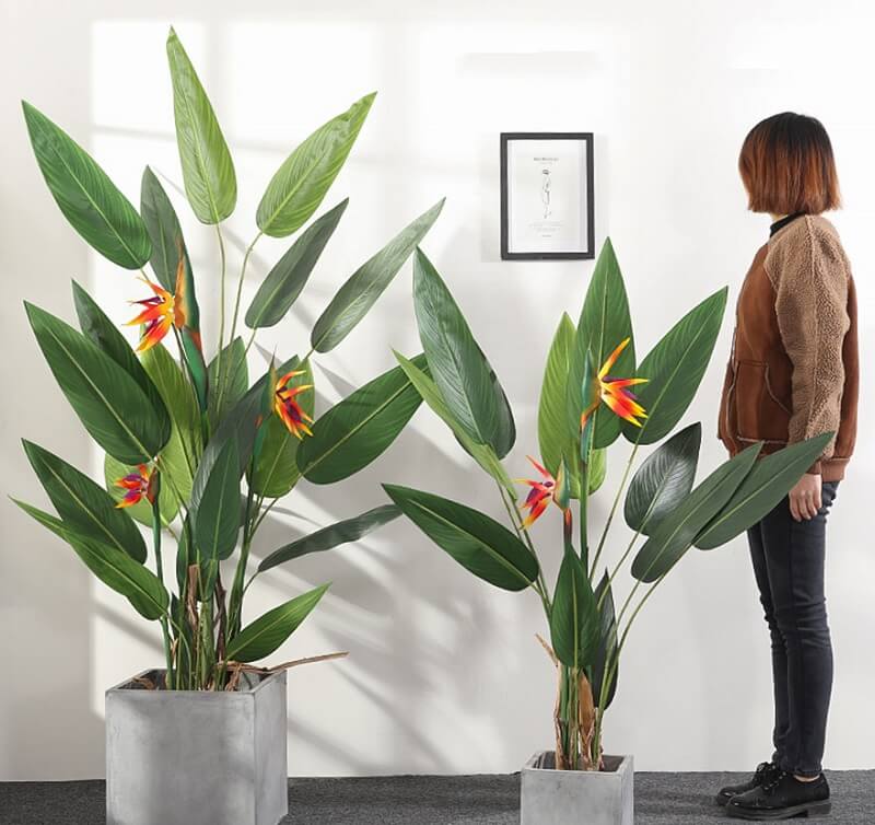 Cách Trồng Hoa Thiên Điểu Ra Hoa Rực Rỡ Và Chăm Sóc Đúng Kỹ Thuật