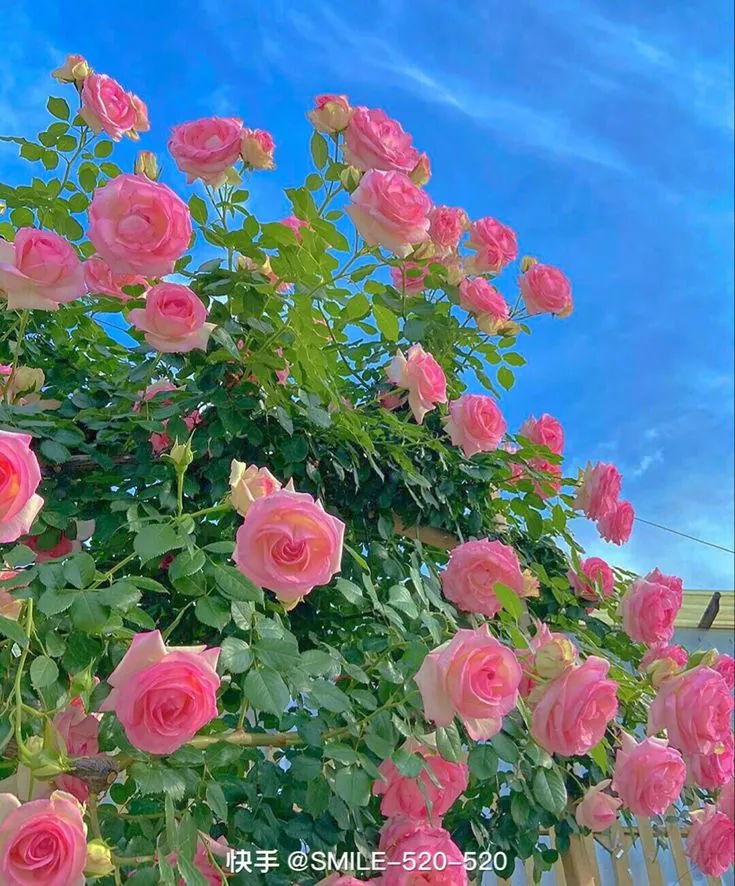 Cây thiên lý đã được tạo giàn