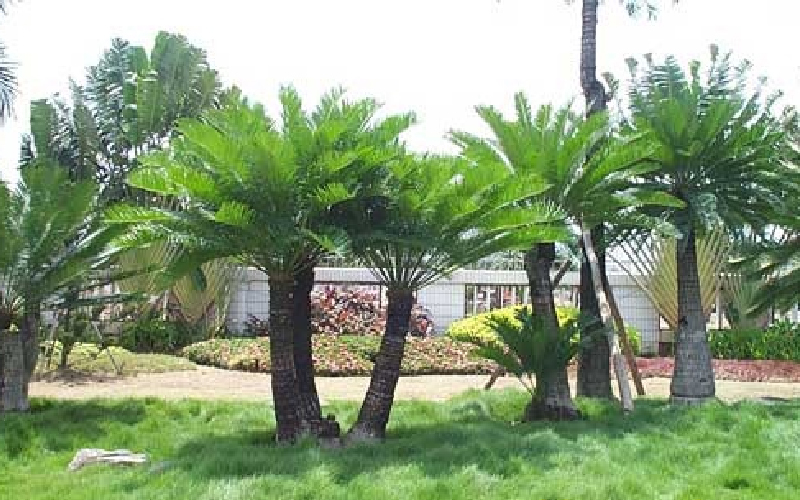 Cách Trồng Cây Thiên Tuế: Hướng Dẫn Chi Tiết Từ A Đến Z Cho Người Mới