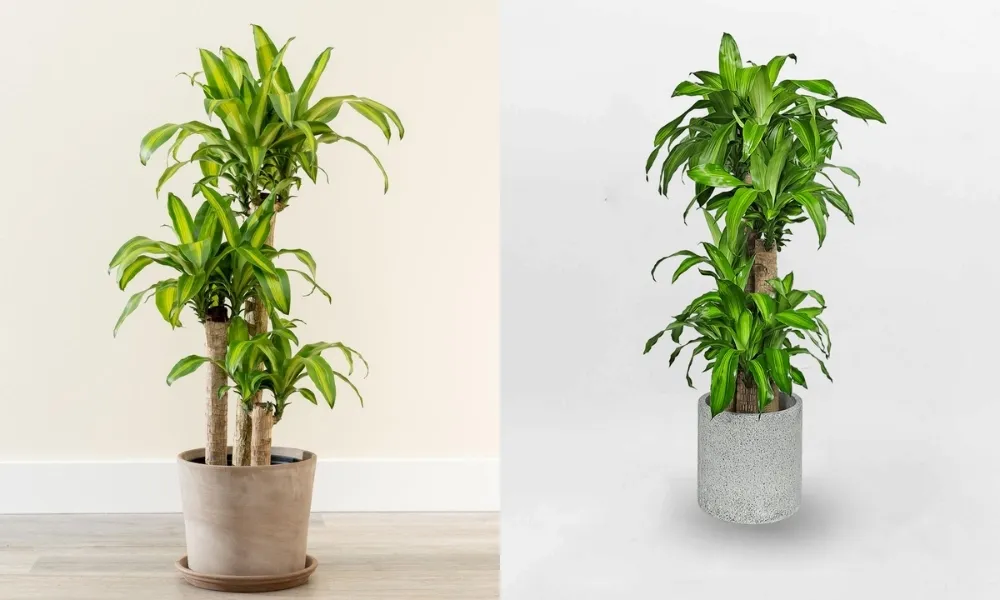 Cây Thiết Mộc Lan Kiểng với lá sọc vàng phù hợp với người mệnh Thổ