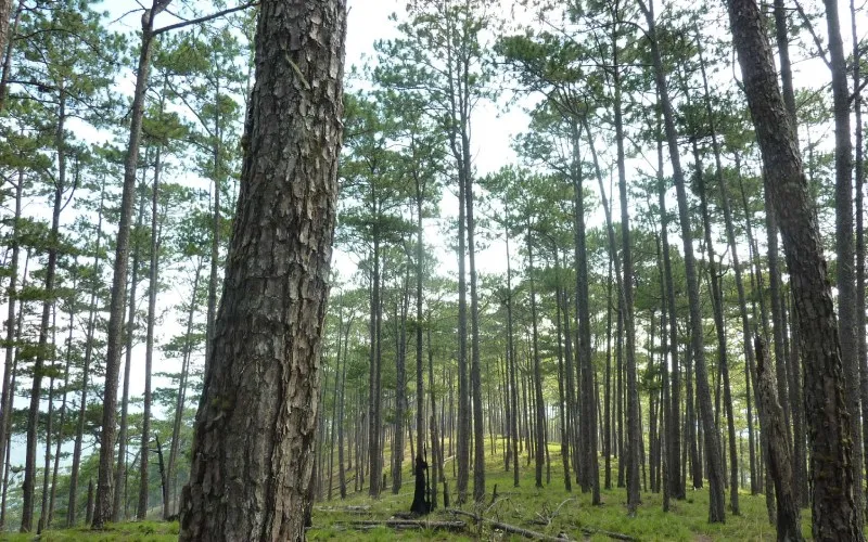 Cây thông lá kim Đà Lạt