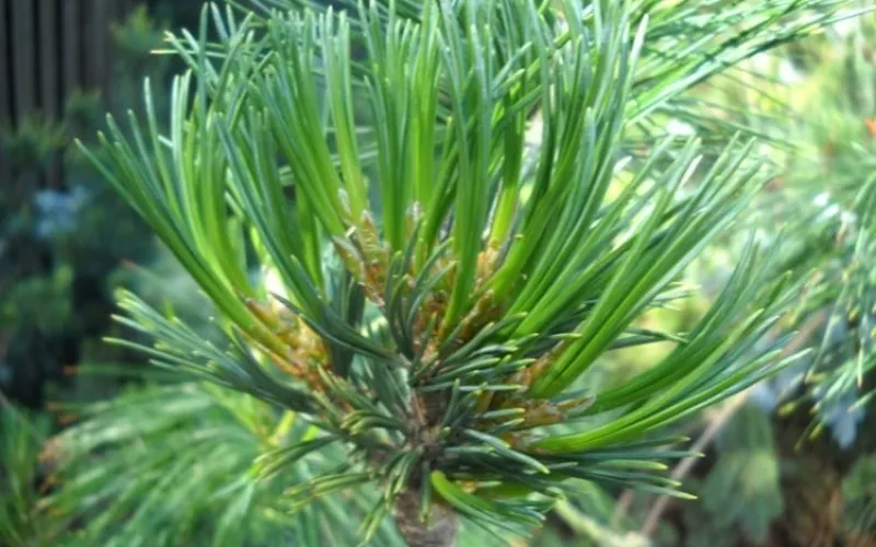 Cây thông lá kim năm lá