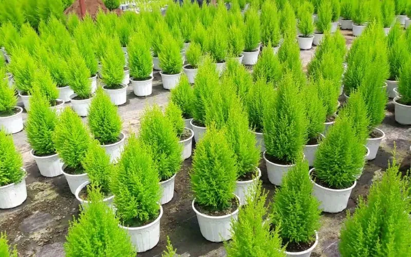 Cây thông lá kim trong chậu lúc nhỏ