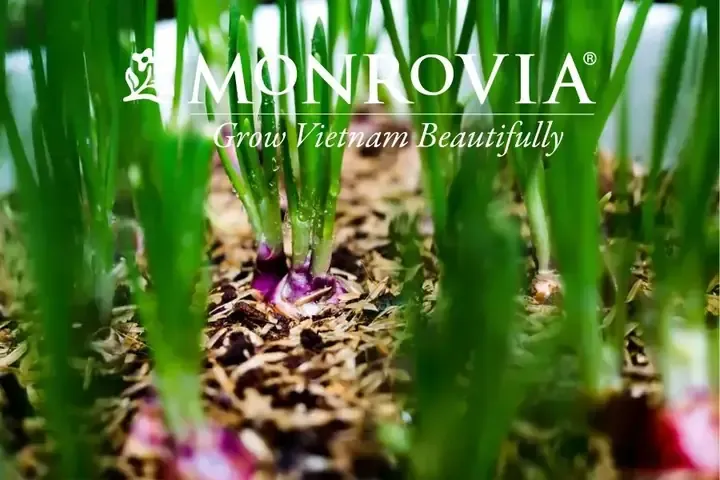 Cây Thừng Mực Con Đang Phát Triển Trong Chậu