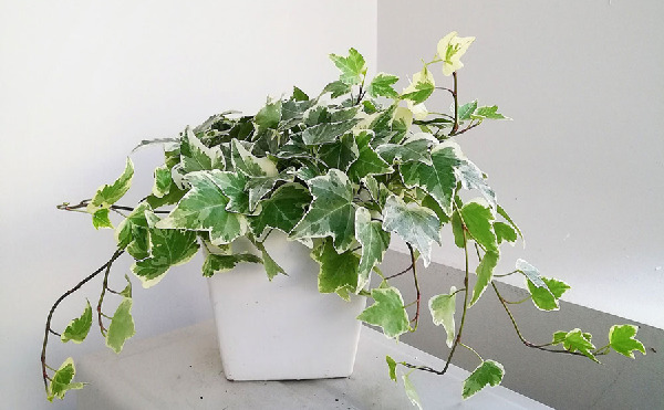 Chọn giống cây dây leo trong chậu phù hợp