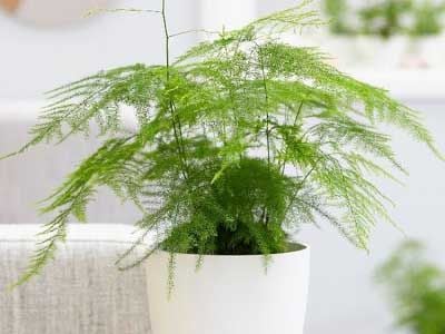 Cách Trồng Cây Thủy Tùng Để Bàn: Hướng Dẫn Chi Tiết Từ A-Z