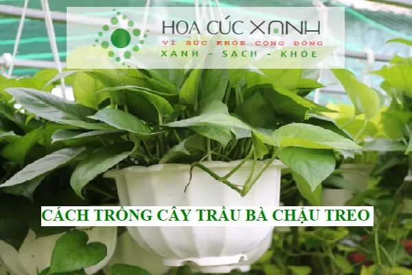 Cây Trầu Bà chậu treo xanh mướt được trồng tại ban công