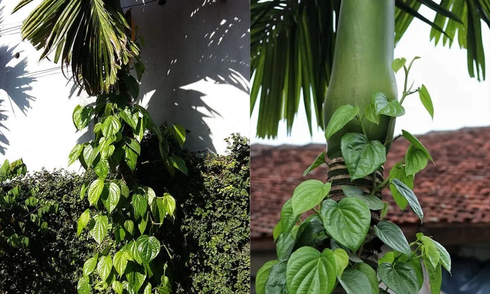 Cây trầu không leo thân cây cau