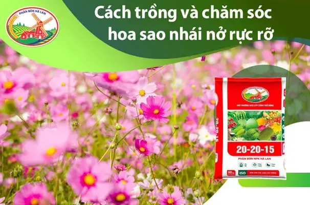 Cây trồng hướng Tây Nam chịu nắng