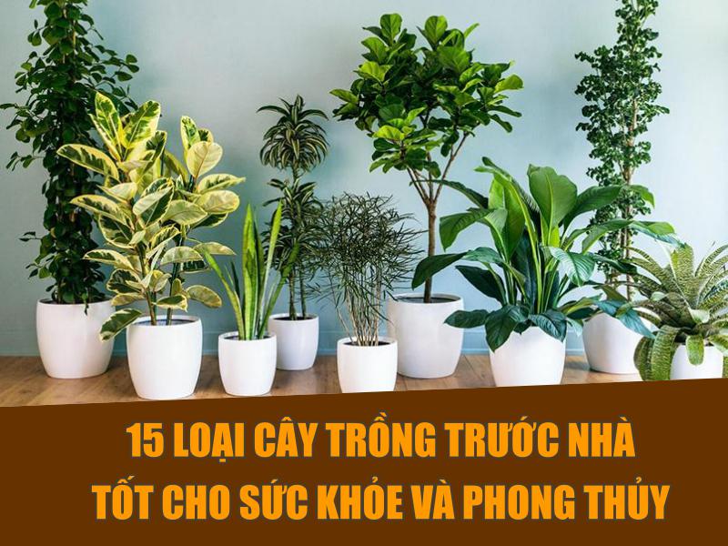 Phong Thủy Nên Trồng Cây Gì Trước Nhà Để Thu Hút Tài Lộc Và Vượng Khí
