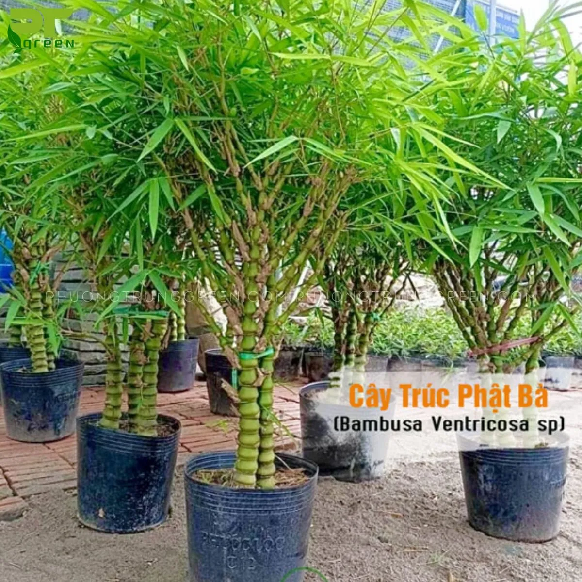 Cây trúc phật bà được trồng làm cây cảnh trang trí