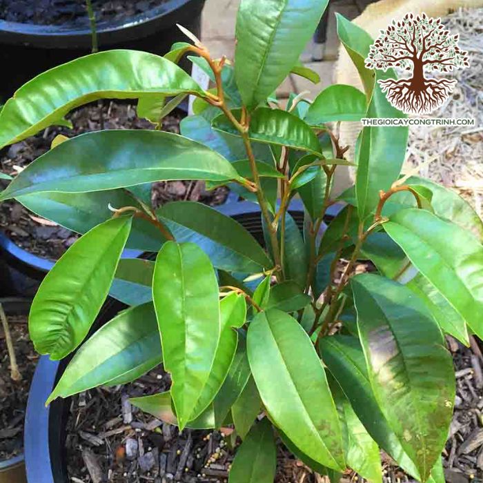 Cách Trồng Cây Vú Sữa Có Thụ Cho Năng Suất Tối Ưu Và Cây Khỏe Mạnh