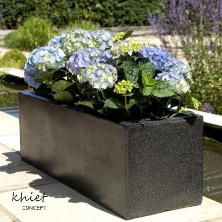 Có Nên Trồng Cây Cẩm Tú Cầu Trong Nhà: Phân Tích Lợi Ích Và Rủi Ro Chi Tiết