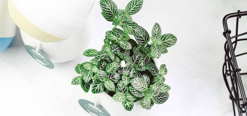 Cách Chăm Sóc Cây Cỏ May Mắn: Hướng Dẫn Chi Tiết Để Cây Luôn Phát Triển Tốt