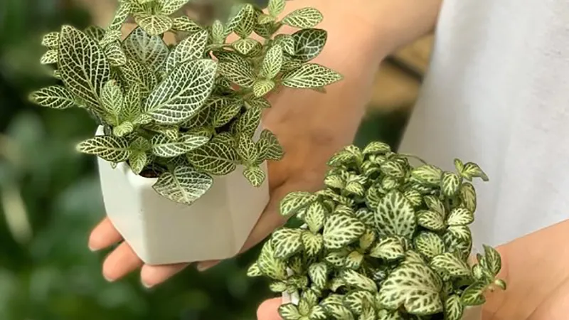 Chăm sóc tốt sẽ giúp cẩm nhung phát triển nhanh và khỏe mạnh