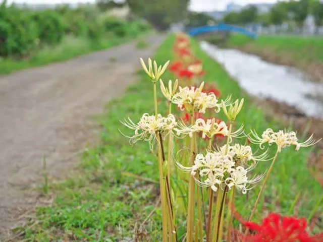 Chăm sóc và duy trì độ ẩm cho cây Mạn Châu Sa Hoa