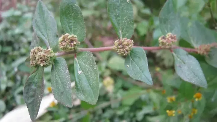 Chăm sóc và tưới nước đúng cách cho cây cơm nếp