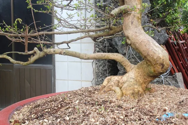 Chân dung cây mai vàng thế đẹp, cần chế độ chăm sóc đặc biệt để tránh bị suy yếu