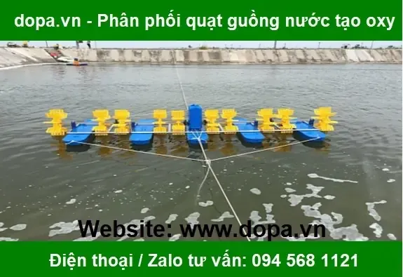 Chân dung cây Nha Đam kiểng đang phát triển khỏe mạnh trên nền đất tơi xốp, khô thoáng
