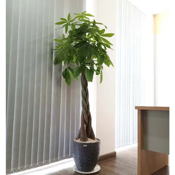 Cách Trồng Cây Để Bàn: Hướng Dẫn Chi Tiết Chăm Sóc Cây Kim Ngân Bím