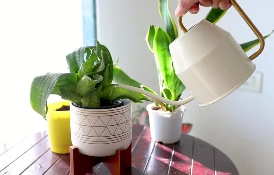 Chậu cây lưỡi hổ thiếu nước bị khô héo, cần áp dụng kỹ thuật tưới nước đúng