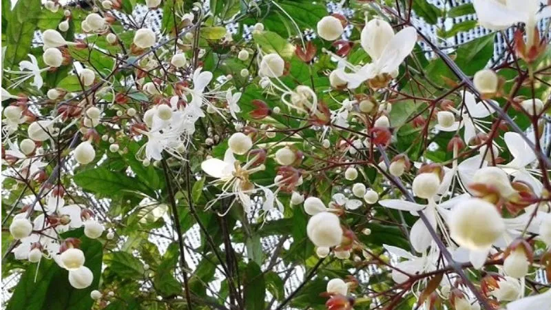 Chậu hoa dạ ngọc minh châu nở rộ, mang lại vẻ đẹp quý phái cho không gian