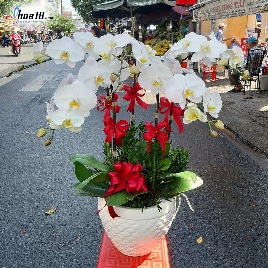 Chậu hoa lan hồ điệp màu trắng tinh khôi, được trưng bày với logo Hoa18, minh họa chất lượng sản phẩm và bí quyết chăm sóc